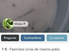 CRÍAS DE INSECTO PALO